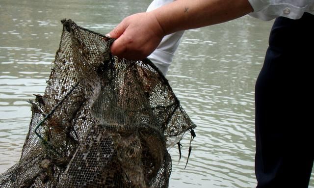 用地笼捕鱼虾的原理是什么？它们为何要钻进去？倒须和贪婪是原因图1